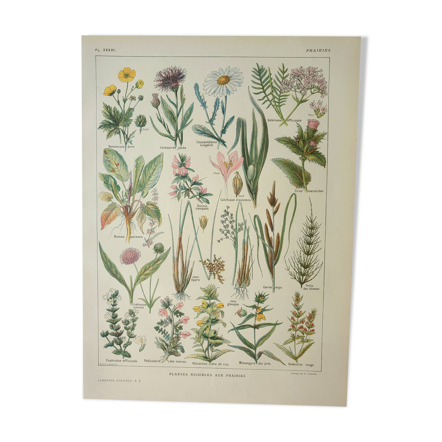 Old engraving 1922, Flora harmful to meadows, wild plant • Lithograph, original illustration