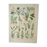Old engraving 1922, Flora harmful to meadows, wild plant • Lithograph, original illustration