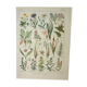 Old engraving 1922, Flora harmful to meadows, wild plant • Lithograph, original illustration