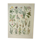 Old engraving 1922, Flora harmful to meadows, wild plant • Lithograph, original illustration