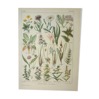 Old engraving 1922, Flora harmful to meadows, wild plant • Lithograph, original illustration