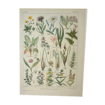 Gravure ancienne 1922, Flore nuisible au prairie, plante sauvage • Lithographie, illustration origin