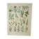 Old engraving 1922, Flora harmful to meadows, wild plant • Lithograph, original illustration