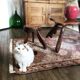 Brutalistic solid wood table and stools