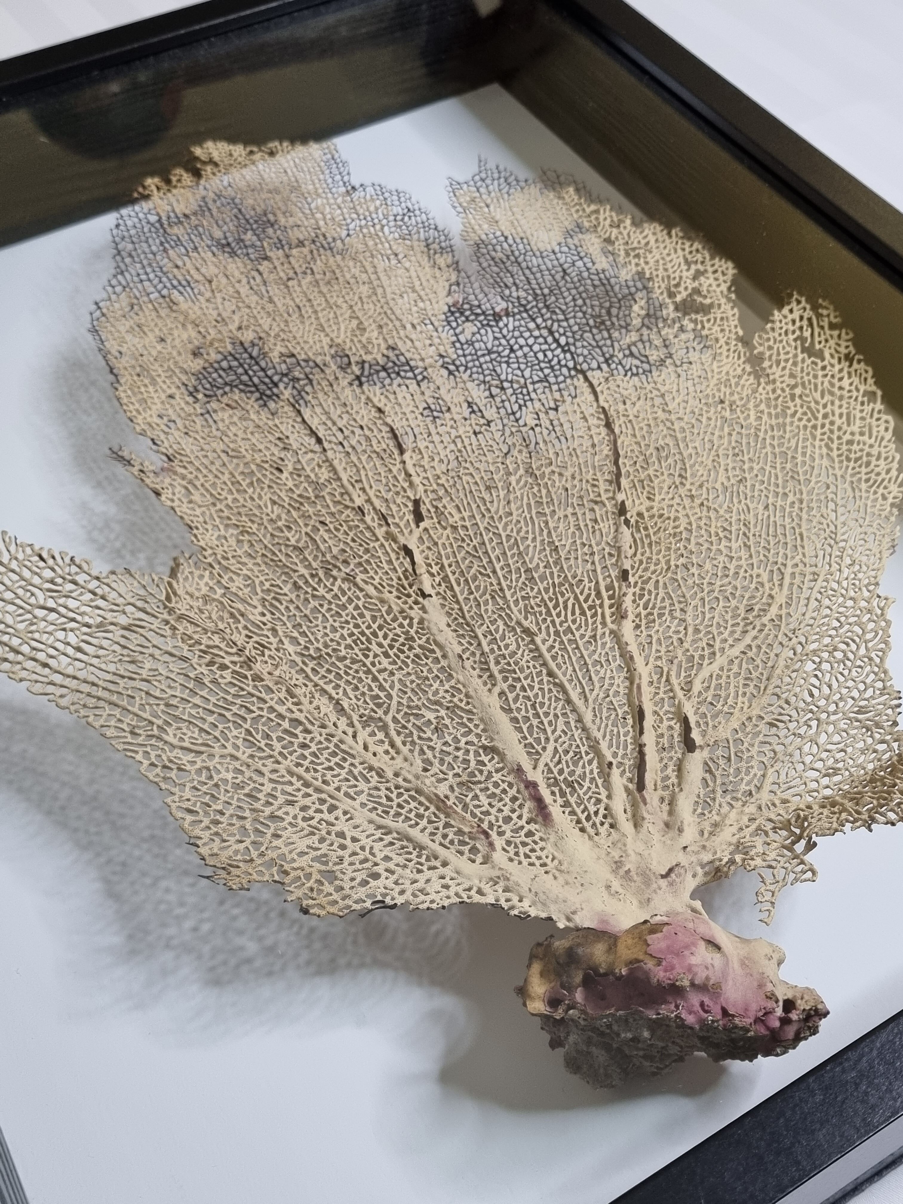Coral branch old fan, under glass, 50 cm