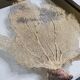 Coral branch old fan, under glass, 50 cm
