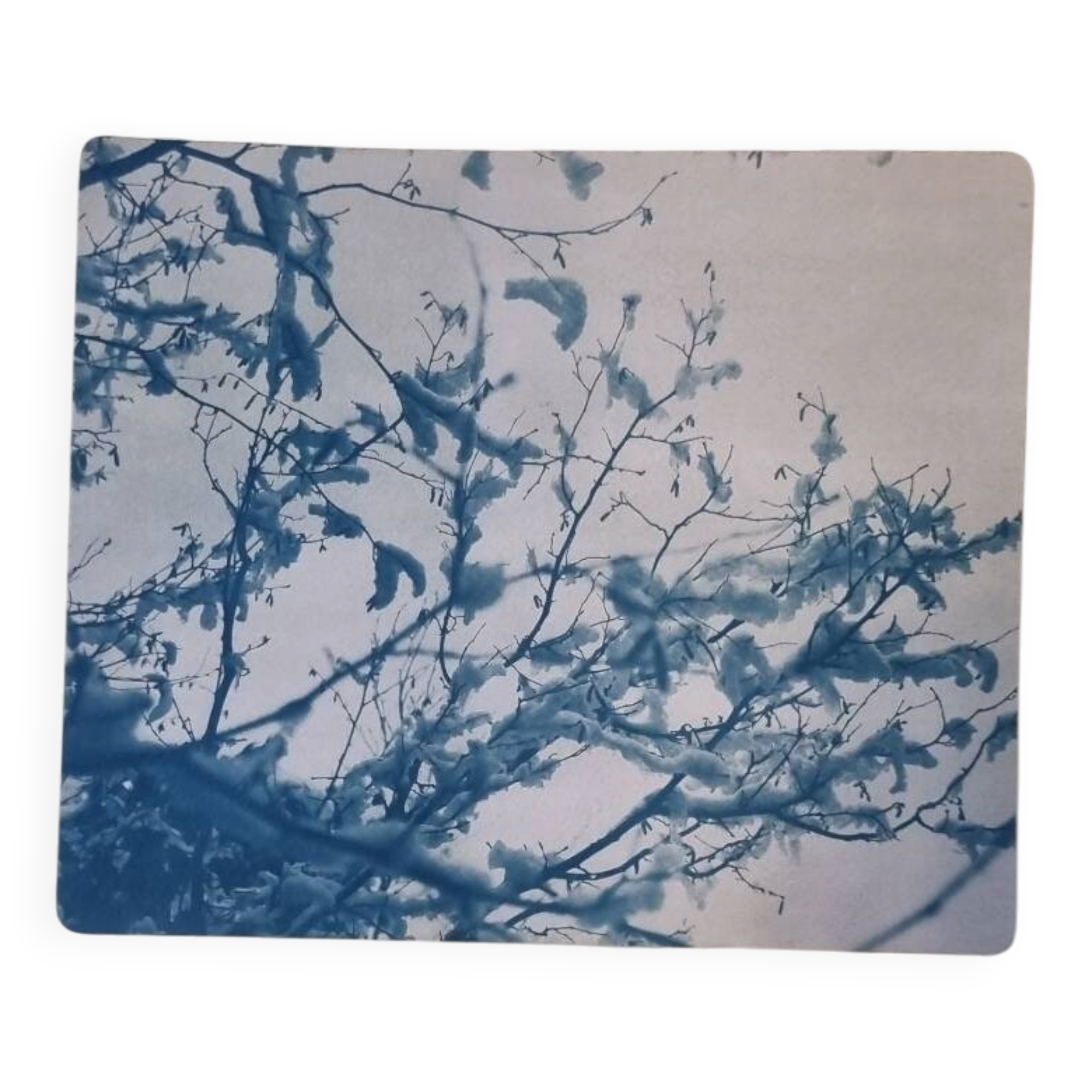 Cyanotype photographique