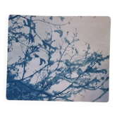 Cyanotype photographique