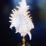 Cabinet of Curiosities 30cm shell on bronze base