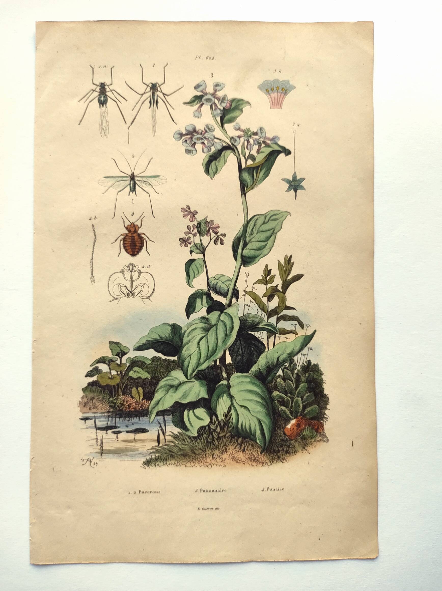 Antique engraving from 1839 - Pulmonary - Hand-colored zoological and botanical plate. Original.