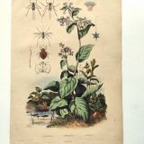 Antique engraving from 1839 - Pulmonary - Hand-colored zoological and botanical plate. Original.