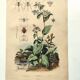 Antique engraving from 1839 - Pulmonary - Hand-colored zoological and botanical plate. Original.