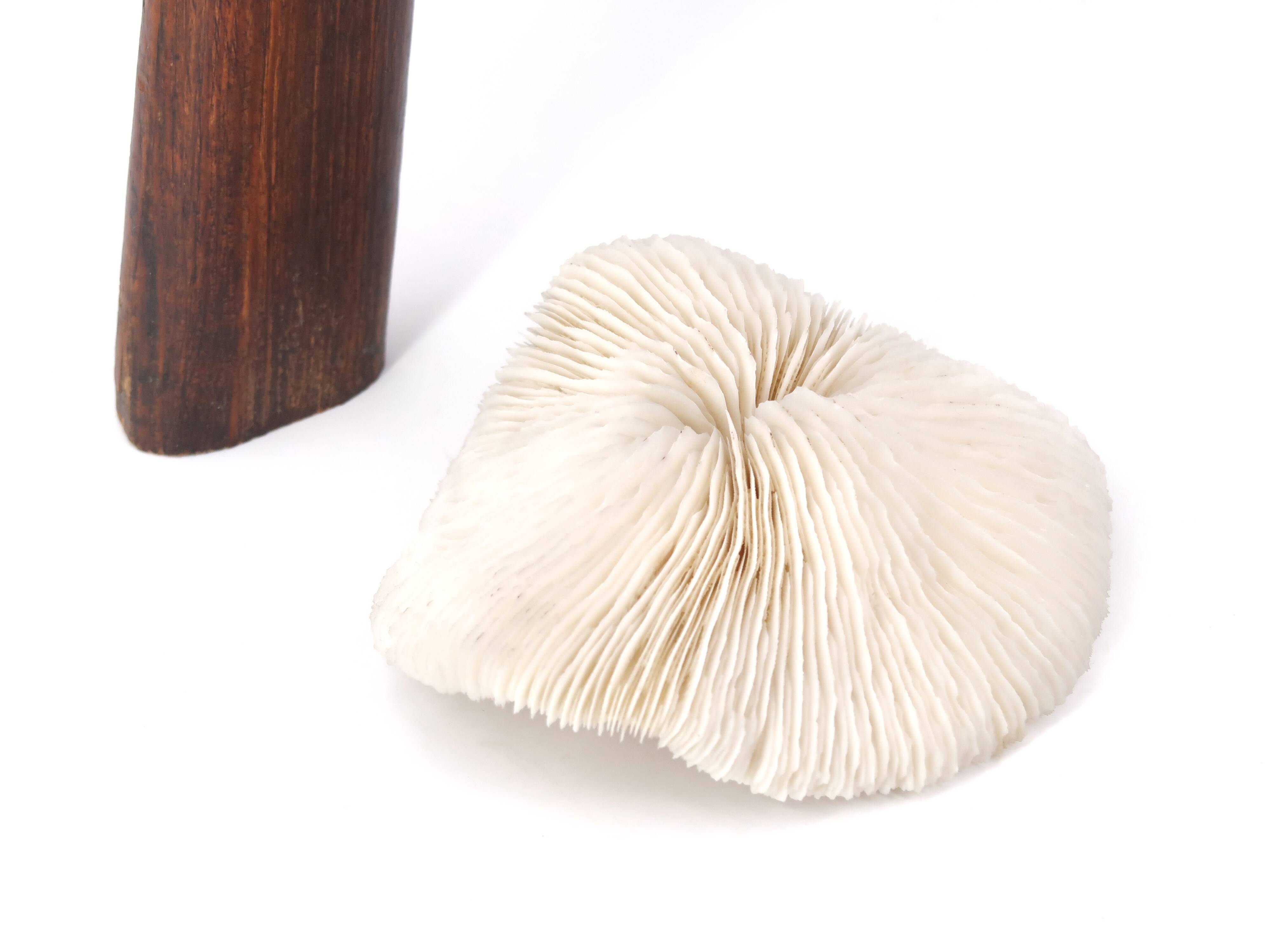 Natural white coral, 70s