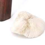 Natural white coral, 70s