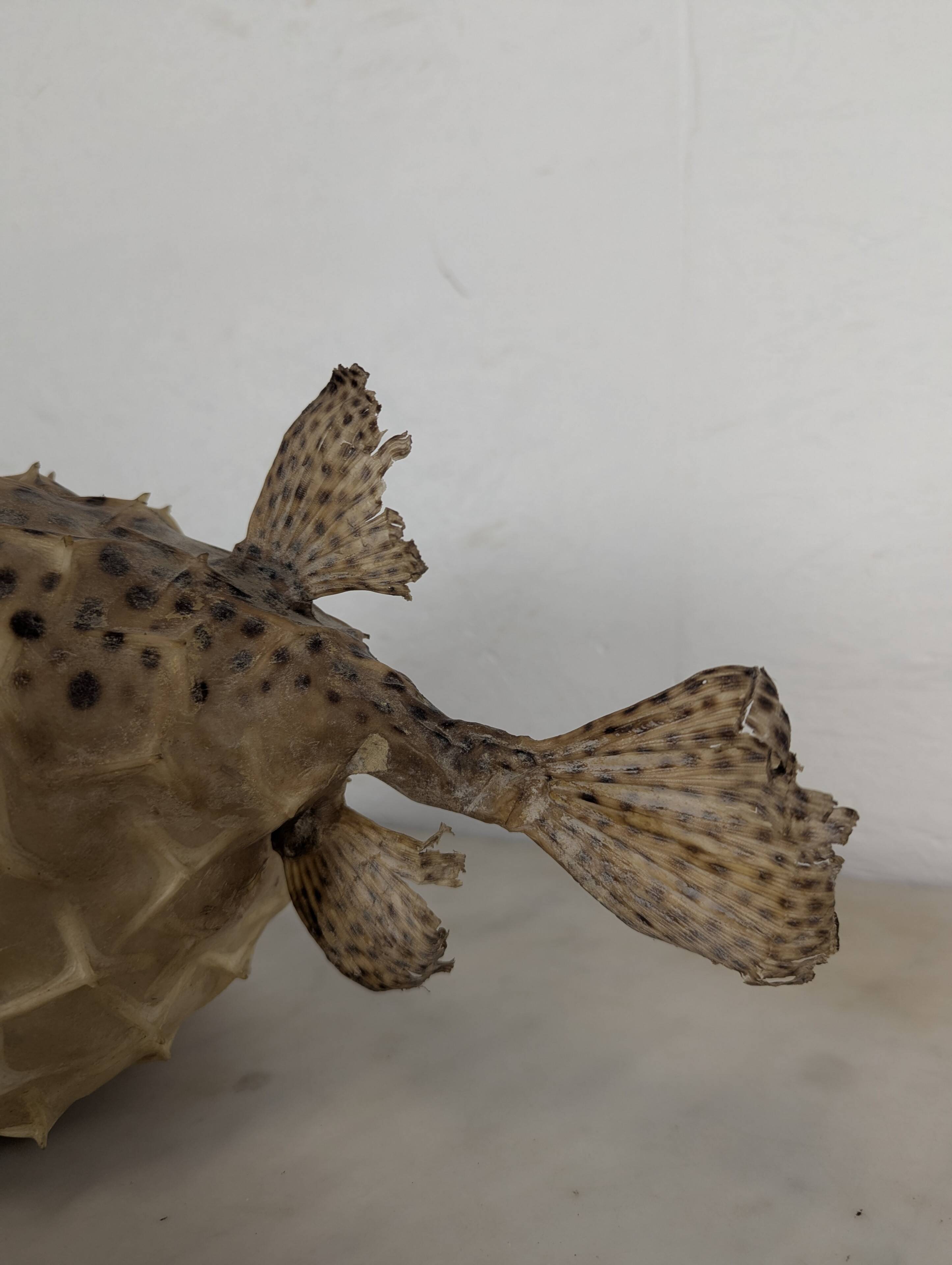 Diodon or taxidermied pufferfish