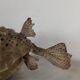 Diodon or taxidermied pufferfish