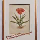 Antique plate from 1897 - Tradescantia Virginica - Original illustration