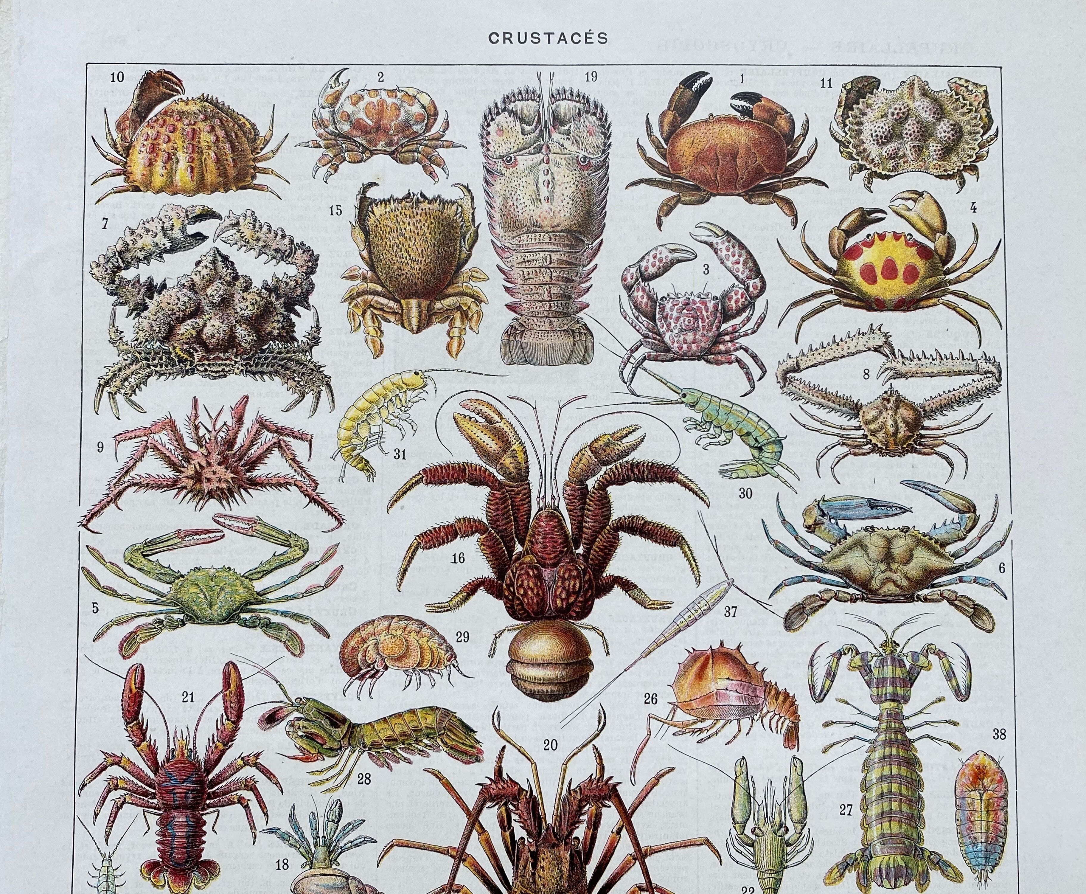 Illustration ancienne Millot "Crustacés"