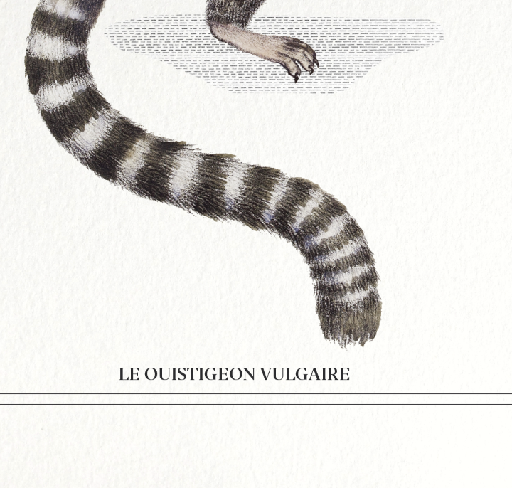 Chimera lithography animal engraving - the ouistigeon