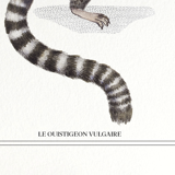 Chimera lithography animal engraving - the ouistigeon