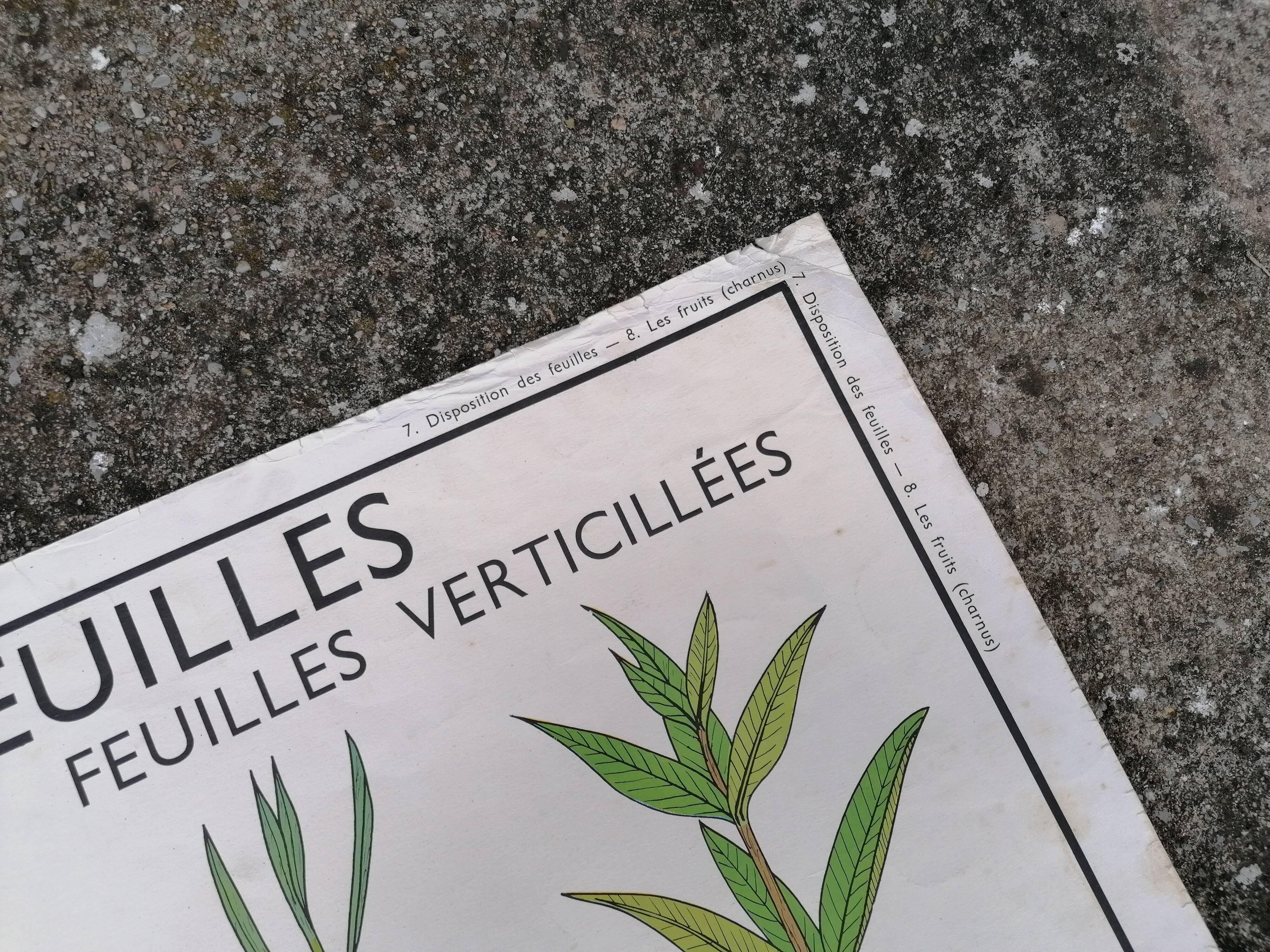 Rossignol educational poster: "Arrangement of leaves and fruits".