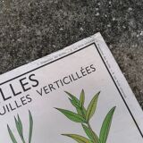 Rossignol educational poster: "Arrangement of leaves and fruits".