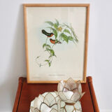 Vintage bird illustration