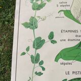 Botanical school poster Montmorillon 15 & 16
