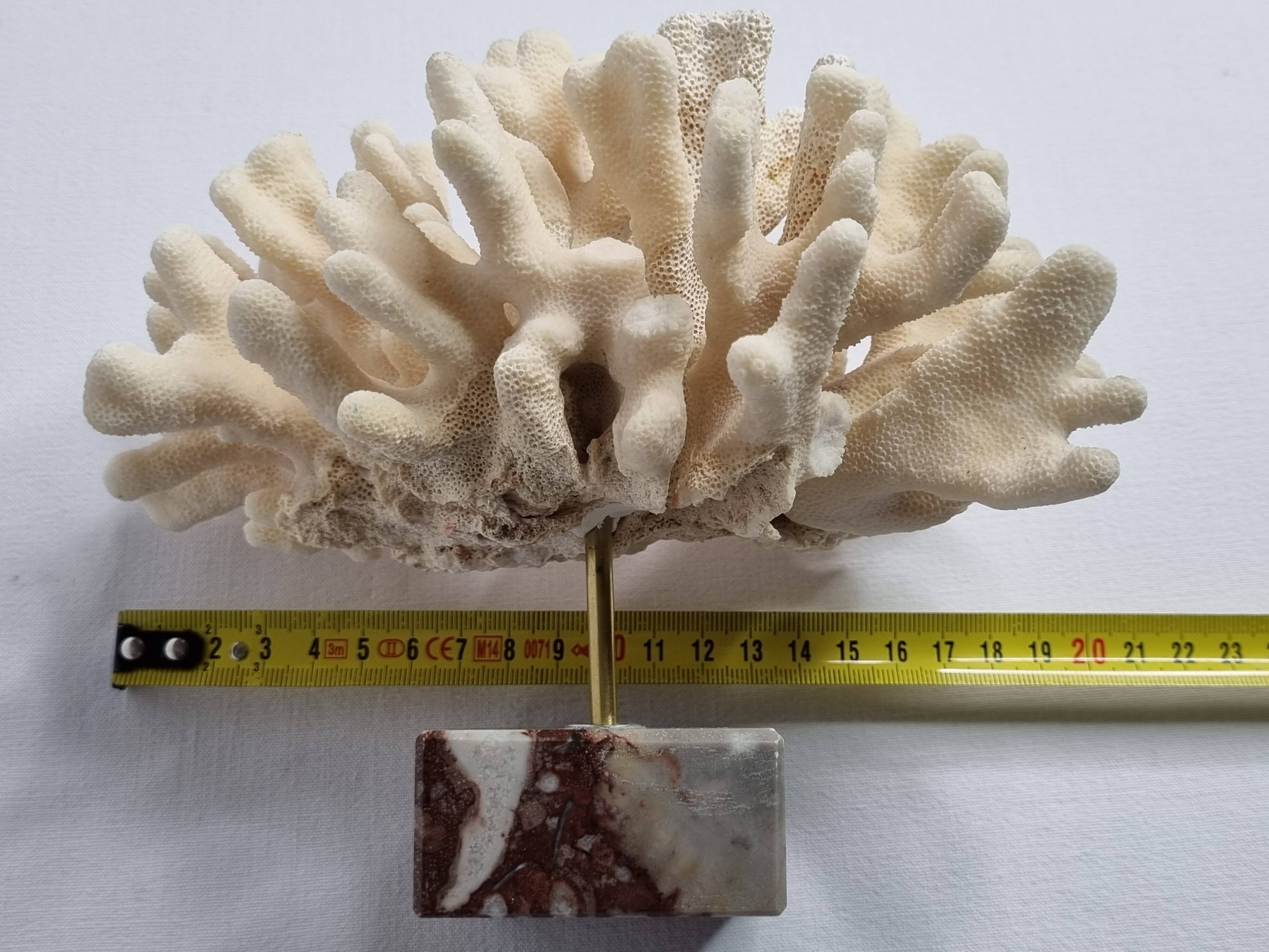 Antique White Coral on Marble Base, Height 18 cm
