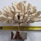 Antique White Coral on Marble Base, Height 18 cm