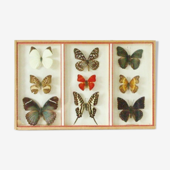 Collection 9 papillons africains naturalisés, années 50