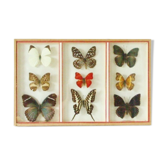 Collection 9 naturalized African butterflies, 1950s