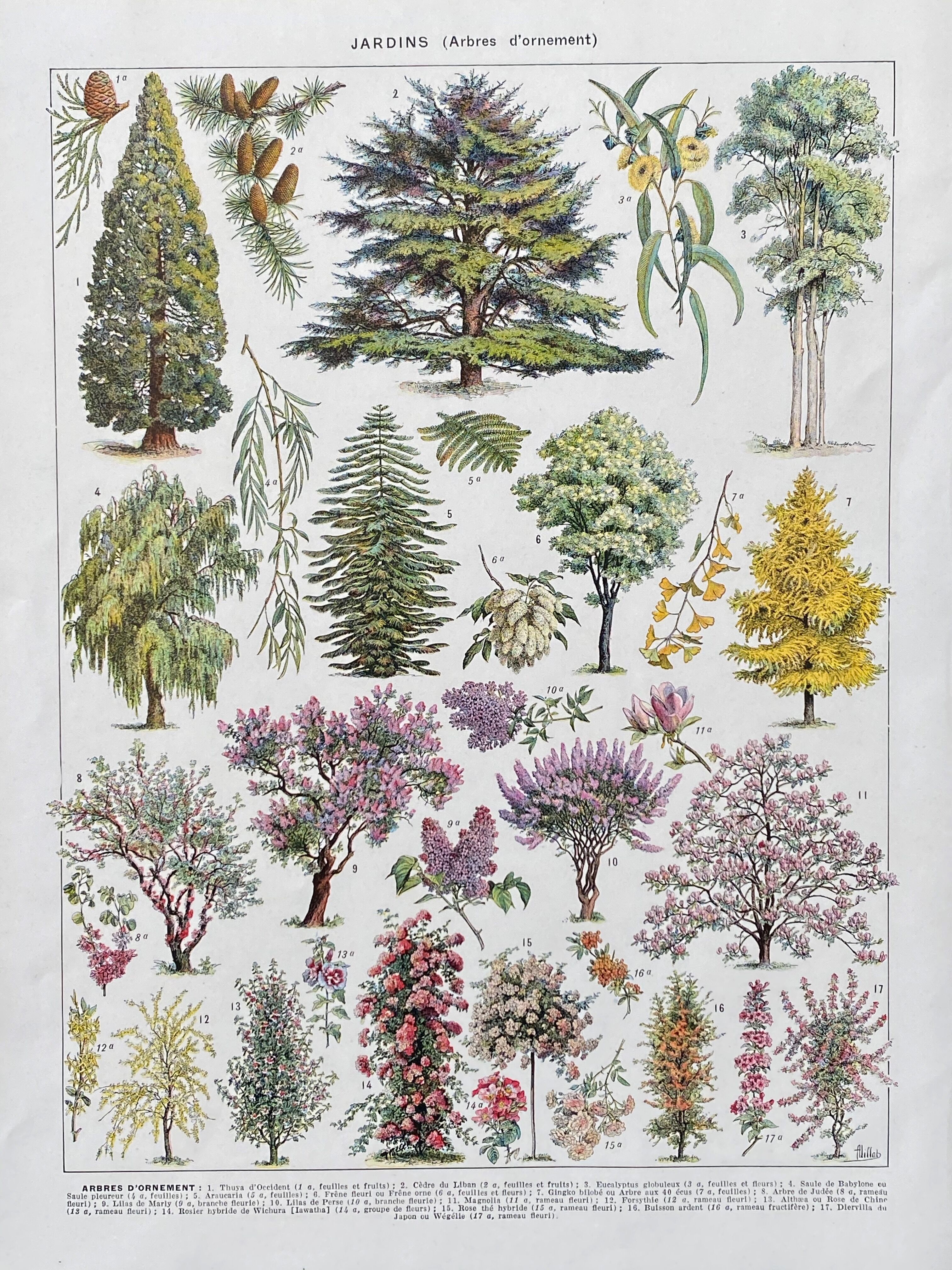 Illustration Millot "Ornamental tree gardens"
