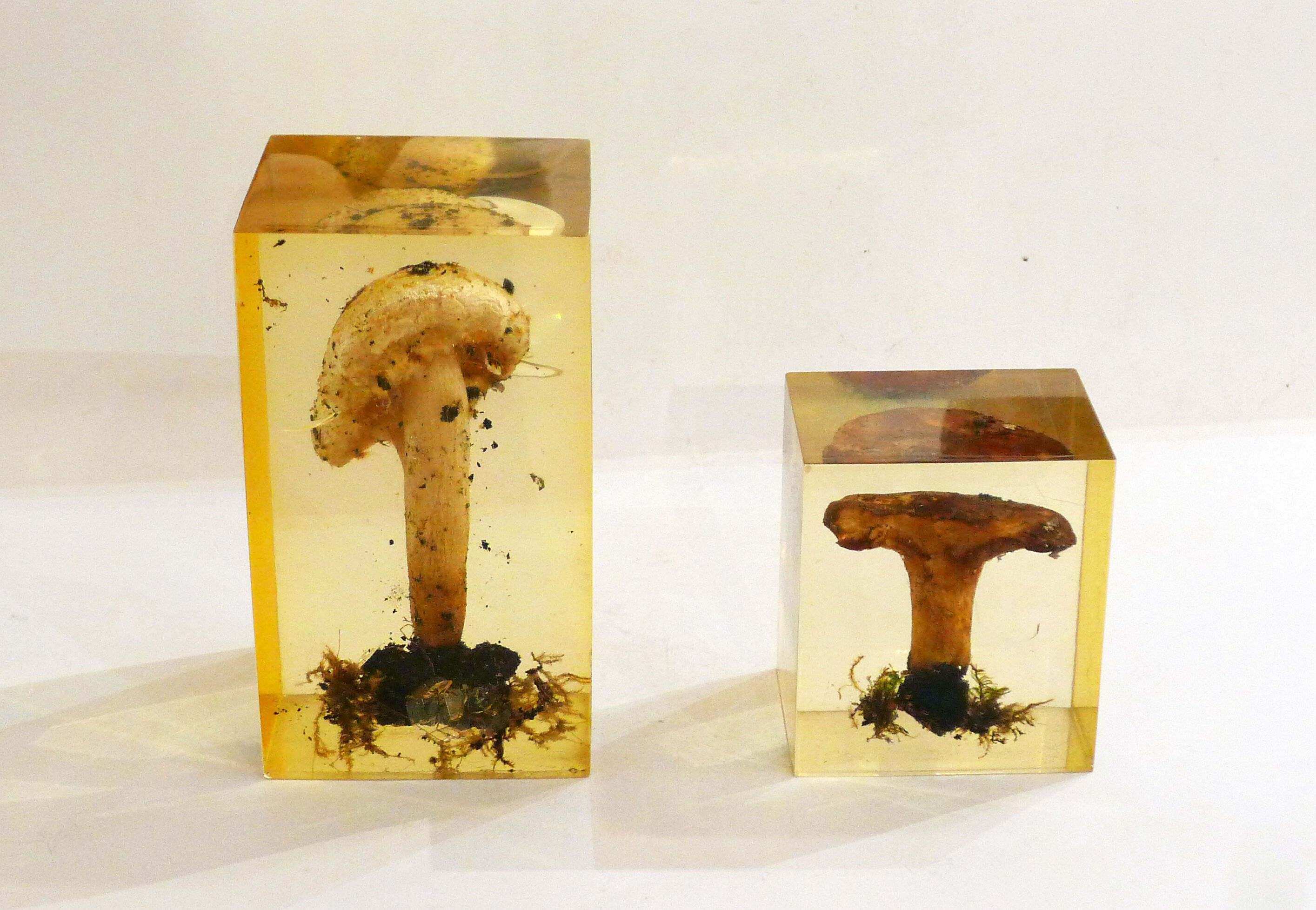 2 inclusions resin Mushrooms