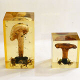 2 inclusions resin Mushrooms