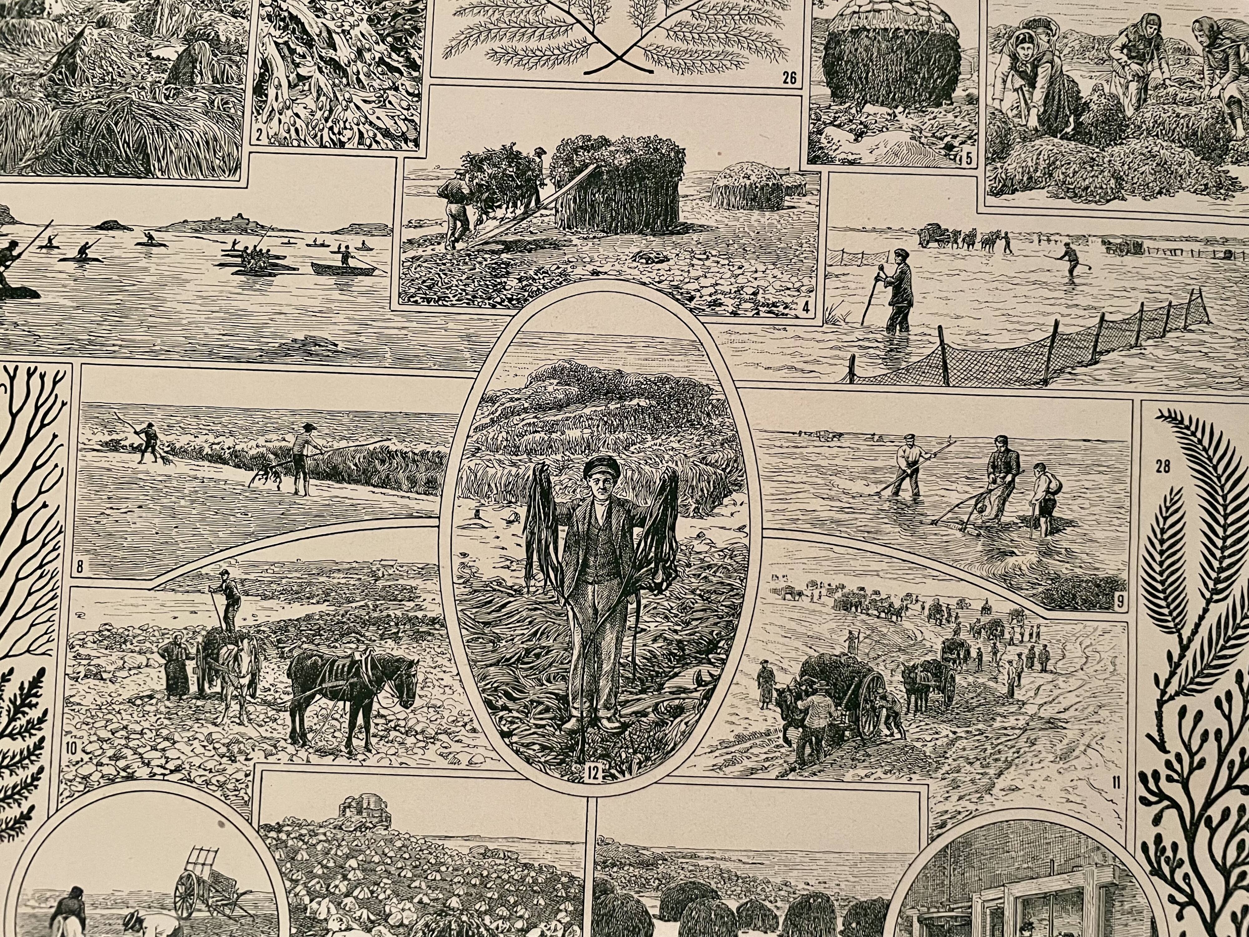 Lithographie sur les algues - 1930