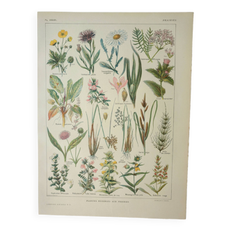 Gravure ancienne 1922, Flore nuisible au prairie, plante sauvage • Lithographie, Planche originale