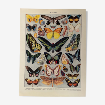 Lithographie gravure sur les papillons de 1928 (exotiques)