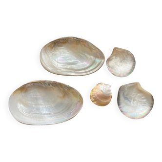 Set of mother-of-pearl shells