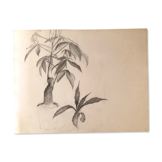 Drawing “Plants”