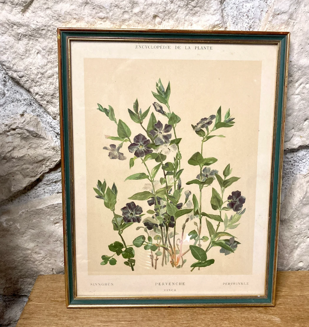 Framed encyclopedia botanical plate