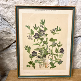 Framed encyclopedia botanical plate