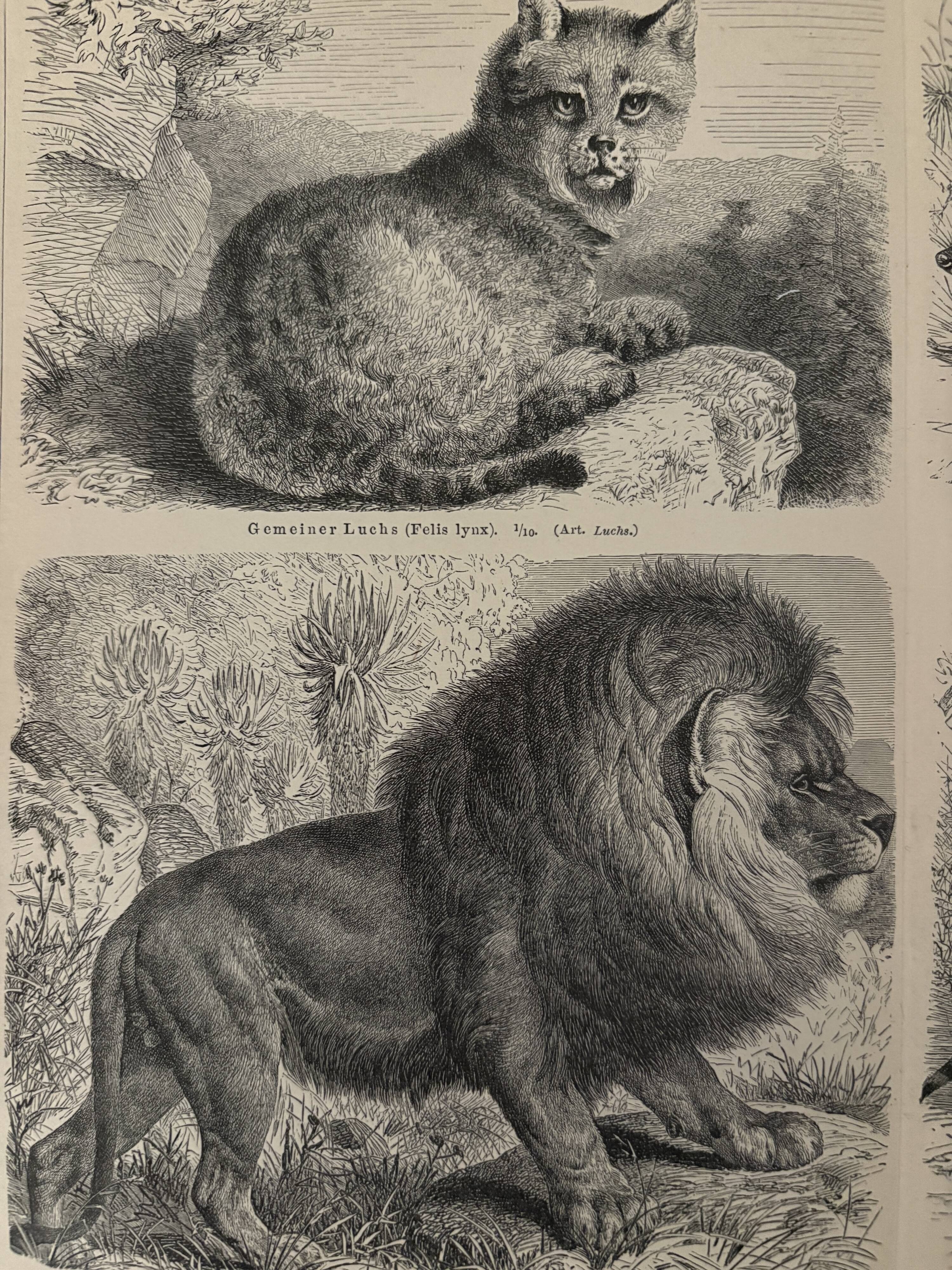 Vintage engraving of felines (lion, tiger, lynx) – 1890