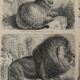 Vintage engraving of felines (lion, tiger, lynx) – 1890