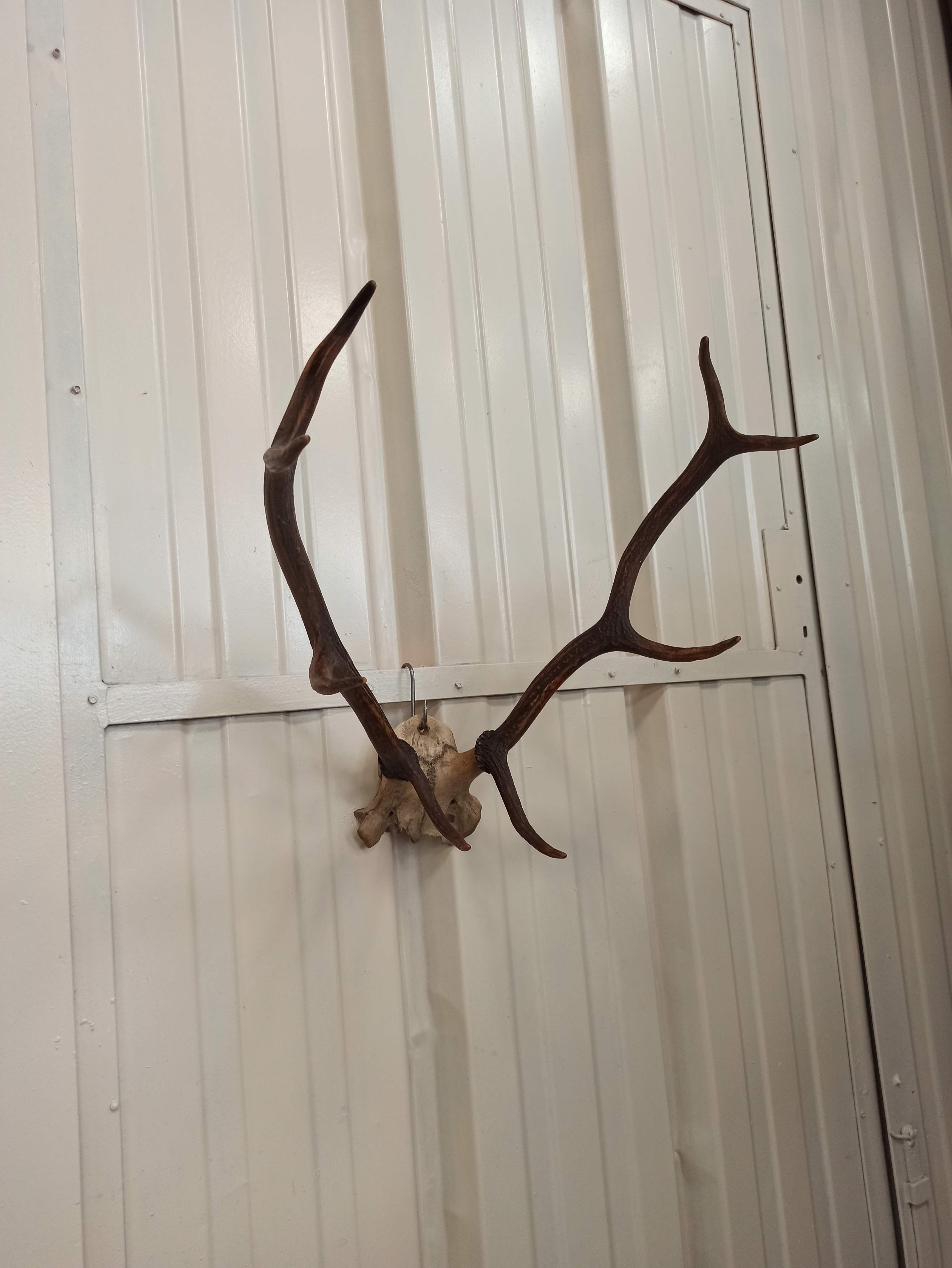 Trophée de chasse corne Cerf crâne