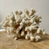 Vintage white coral