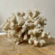 Vintage white coral