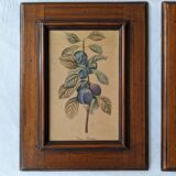 4 fruit paintings
