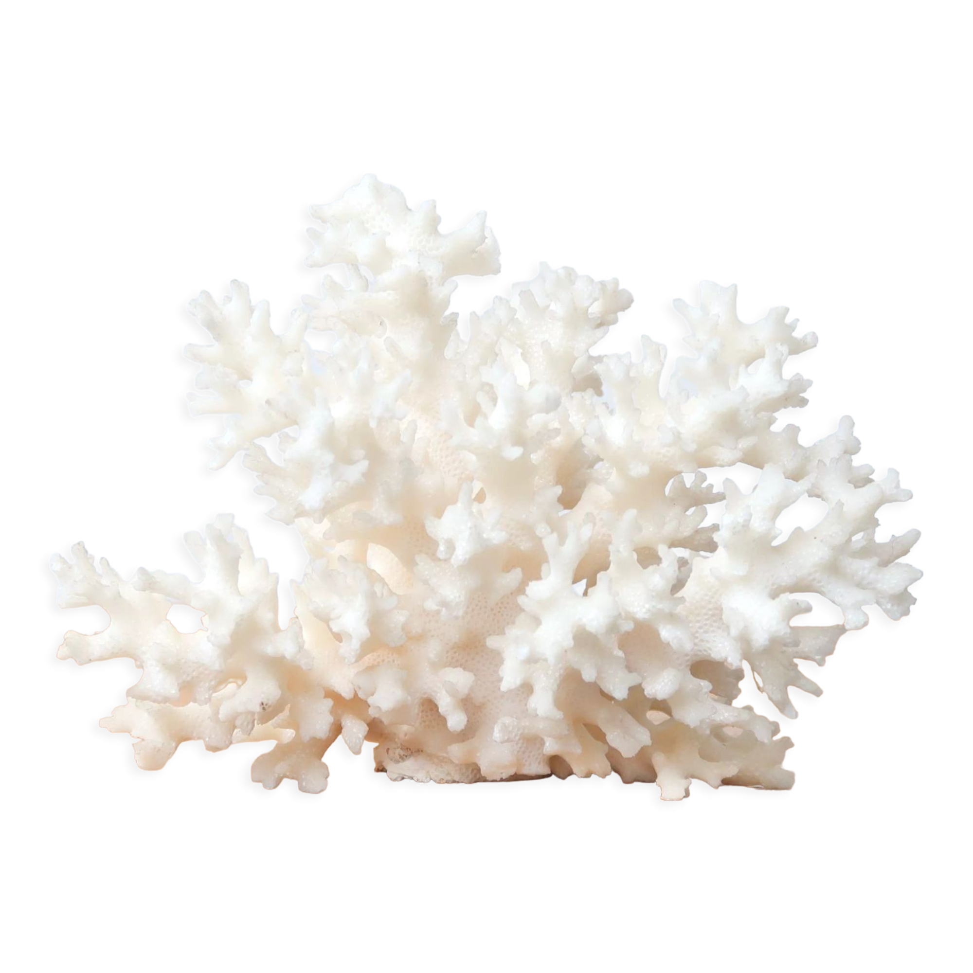 White coral branch, 70s