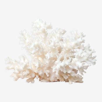 Branche de corail blanc, années 70
